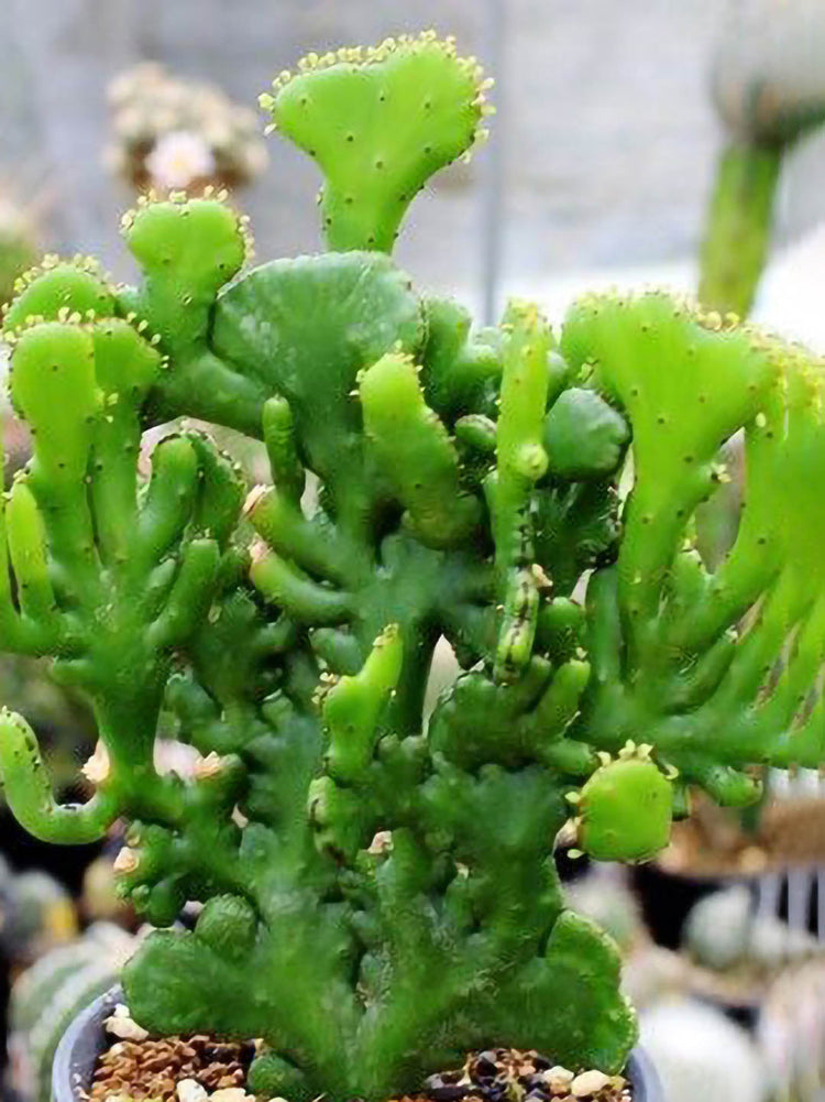 Euphorbia Alluaudii ssp oncoclada cristata Plant or Euphorbia leucodendron,Cat Tails Euphorbia with Green coloured leaves and Green coloured flower 