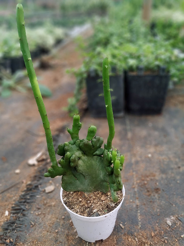 Euphorbia Alluaudii ssp oncoclada cristata
