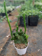 Euphorbia Alluaudii ssp oncoclada cristata