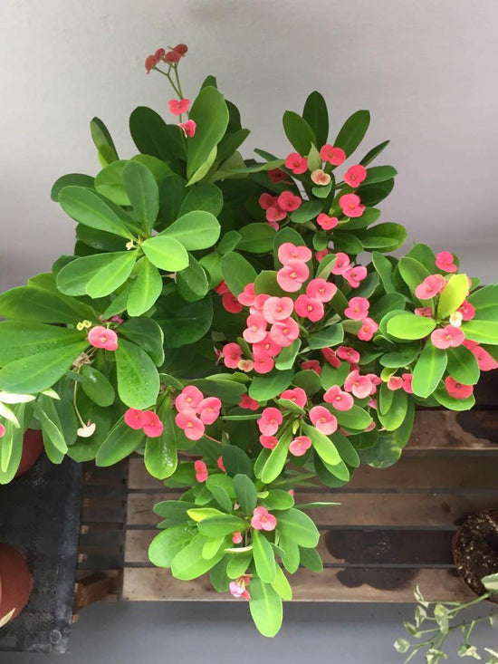 Euphorbia Milii Pink Plant or Crown of thorns, Christ thorn with Green coloured leaves and Pink coloured flower 