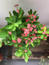Euphorbia Milii Pink Plant or Crown of thorns, Christ thorn with Green coloured leaves and Pink coloured flower 