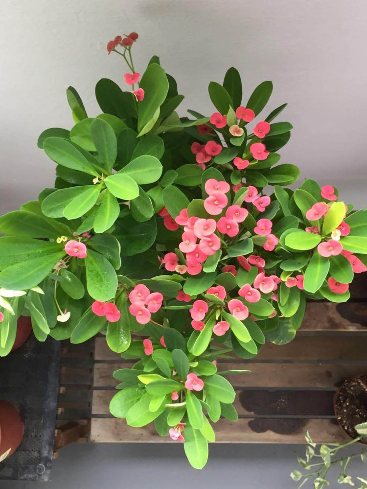Euphorbia Milii Pink Plant or Crown of thorns, Christ thorn with Green coloured leaves and Pink coloured flower 