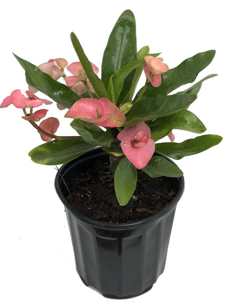 Euphorbia Milii Pink 
