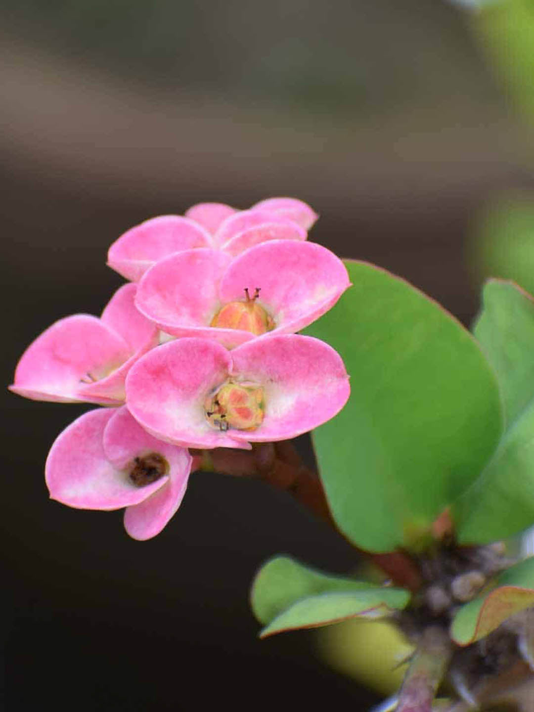 Euphorbia Milii Pink 
