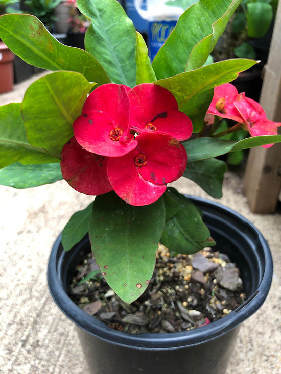Euphorbia Milii Red Plant or Crown of thorns, Christ thorn with Green coloured leaves and Red coloured flower 