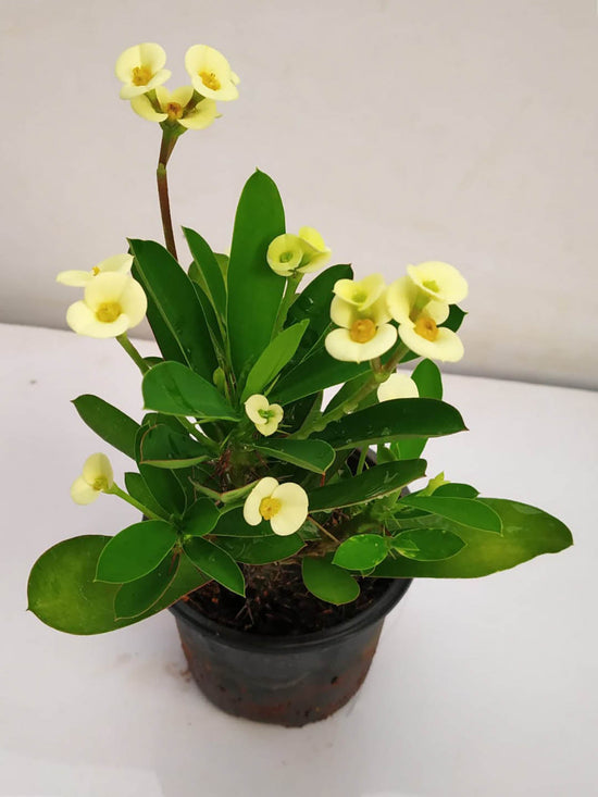 Euphorbia Milii Yellow Plant or Crown of thorns, Christ thorn with Green coloured leaves and Yellow coloured flower 