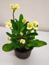 Euphorbia Milii Yellow Plant or Crown of thorns, Christ thorn with Green coloured leaves and Yellow coloured flower 