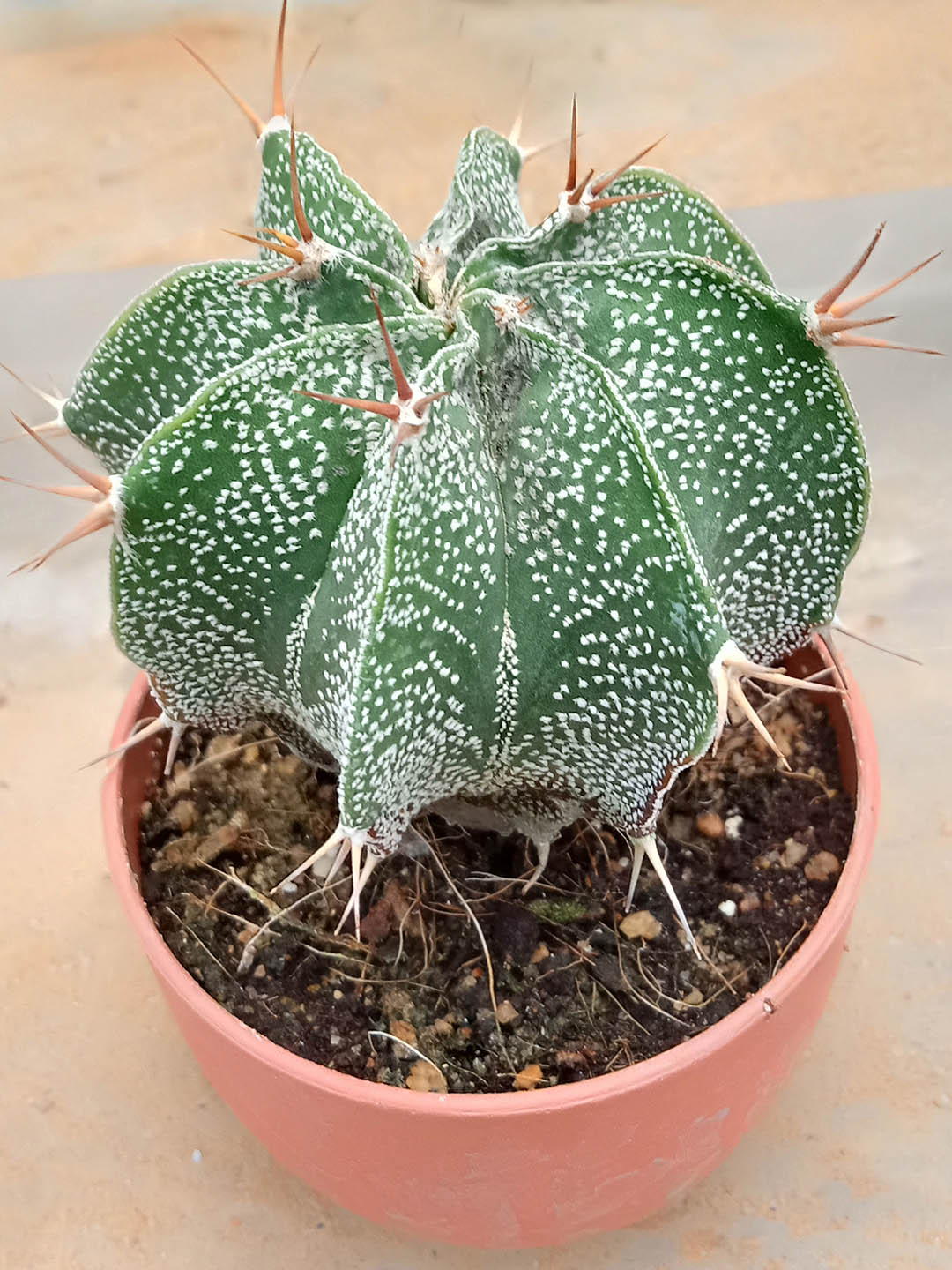 Astrophytum Ornatum Plant or Bishop s Cap, Monk s hood cactus with Green coloured leaves and Red, White, Pink, Yellow coloured flower 