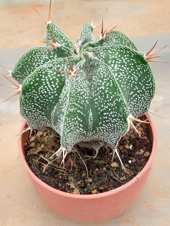 Astrophytum Ornatum Plant or Bishop s Cap, Monk s hood cactus with Green coloured leaves and Red, White, Pink, Yellow coloured flower 