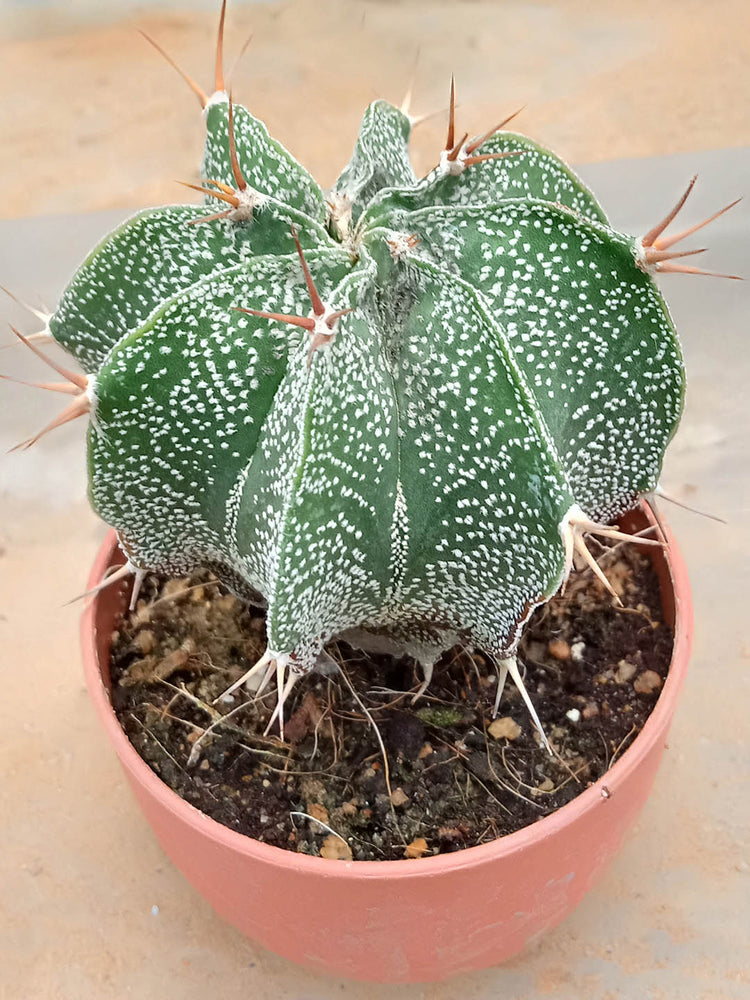 Astrophytum Ornatum Plant or Bishop s Cap, Monk s hood cactus with Green coloured leaves and Red, White, Pink, Yellow coloured flower 