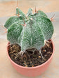 Astrophytum Ornatum Plant or Bishop s Cap, Monk s hood cactus with Green coloured leaves and Red, White, Pink, Yellow coloured flower 