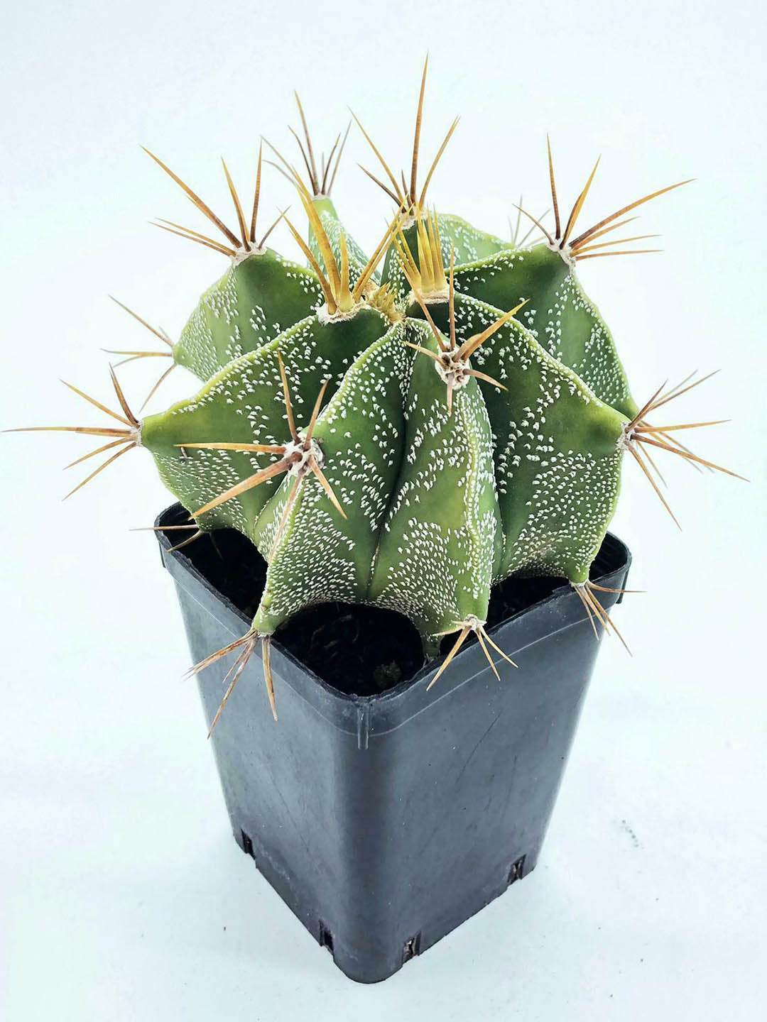 Astrophytum Ornatum