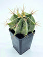 Astrophytum Ornatum