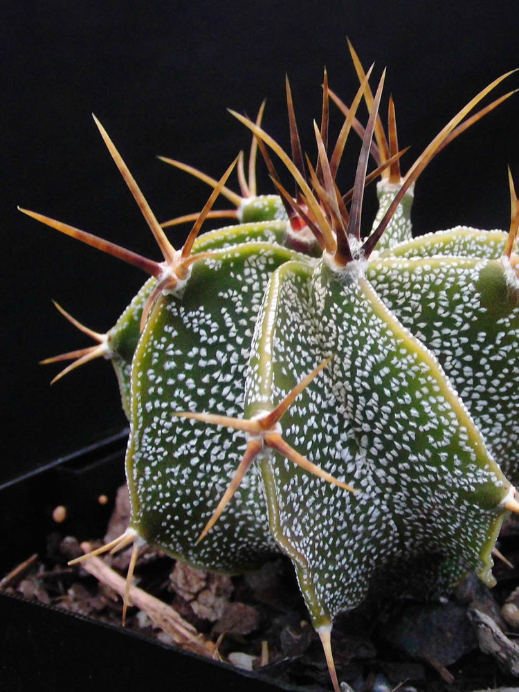 Astrophytum Ornatum