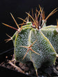 Astrophytum Ornatum