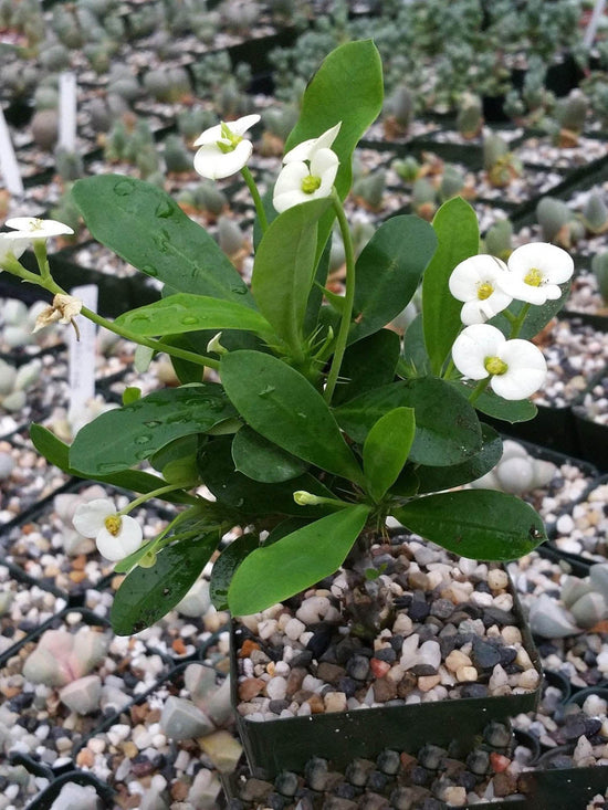 Euphorbia Milii White Plant or Crown of thorns, Christ thorn with Green coloured leaves and White coloured flower 