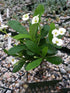 Euphorbia Milii White Plant or Crown of thorns, Christ thorn with Green coloured leaves and White coloured flower 