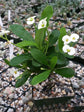 Euphorbia Milii White Plant or Crown of thorns, Christ thorn with Green coloured leaves and White coloured flower 