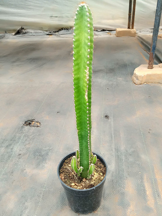 Euphorbia Canariensis Plant or Barbed-wire cactus, Canary Island spurge with Green coloured leaves and White coloured flower 