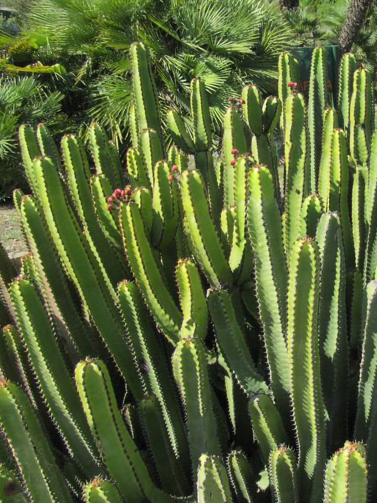 Euphorbia Canariensis