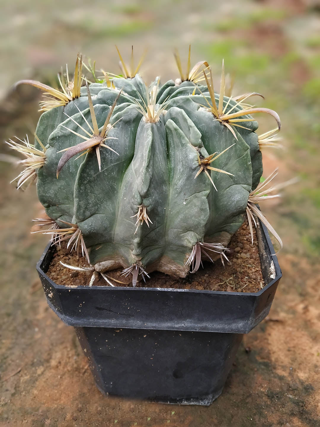 Ferocactus Macrodiscus Plant or Viznaga with Green coloured leaves and Pink coloured flower 
