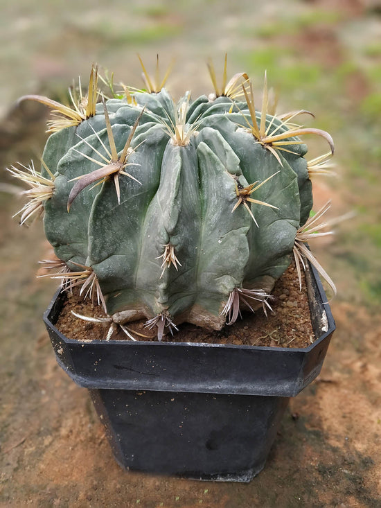 Ferocactus Macrodiscus Plant or Viznaga with Green coloured leaves and Pink coloured flower 