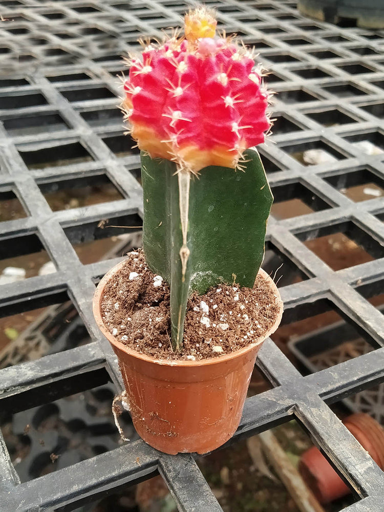 Gymnocalycium Mihanovichii Hibotan Red  Plant or Moon Cactus with Green coloured leaves and Pink coloured flower 