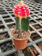 Gymnocalycium Mihanovichii Hibotan Red  Plant or Moon Cactus with Green coloured leaves and Pink coloured flower 