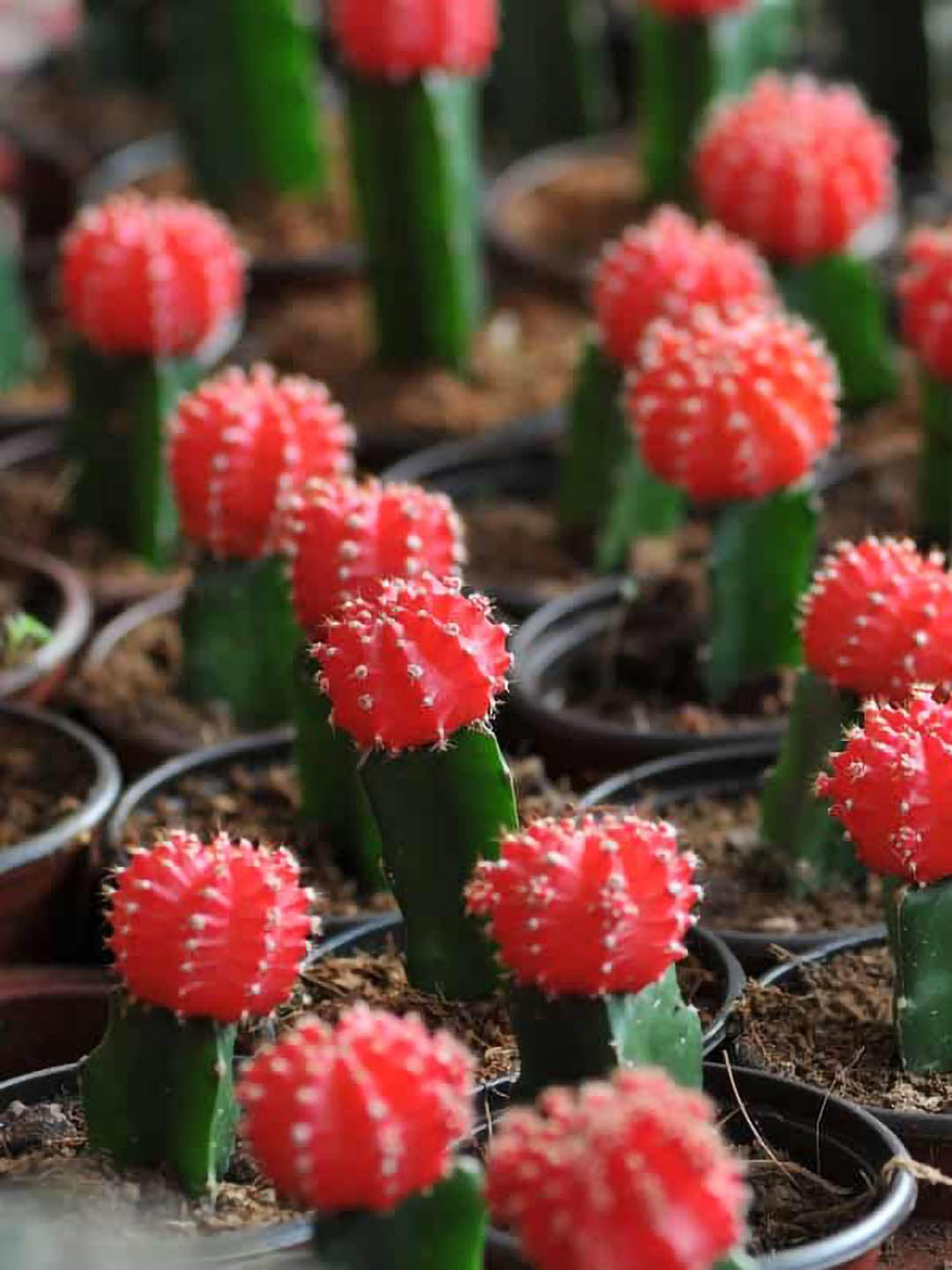 Gymnocalycium Mihanovichii Hibotan Red 