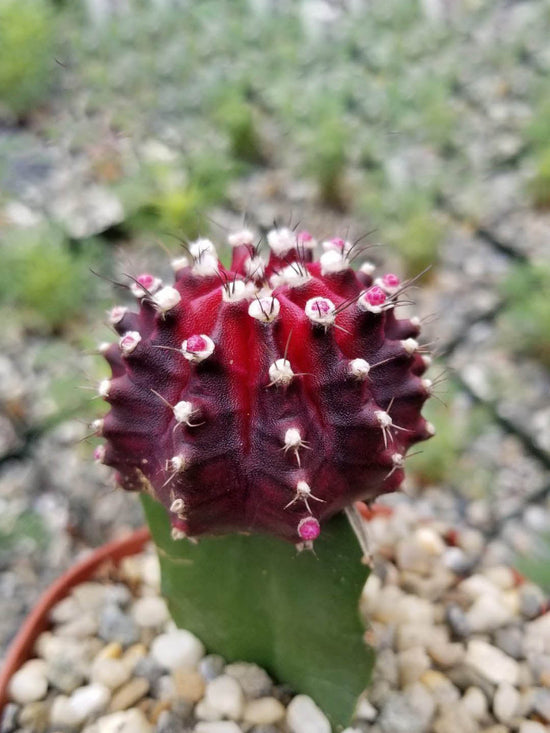 Gymnocalycium Mihanovichii  Ruby Red Plant or Ruby red cactus, Moon cactus, Ruby ball cactus, Red top, Red cap cactus with Green coloured leaves and Pink coloured flower 