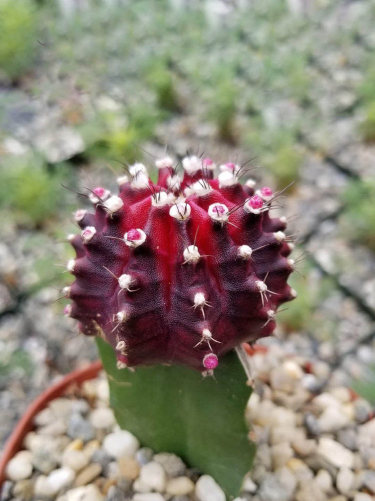Gymnocalycium Mihanovichii  Ruby Red Plant or Ruby red cactus, Moon cactus, Ruby ball cactus, Red top, Red cap cactus with Green coloured leaves and Pink coloured flower 