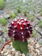 Gymnocalycium Mihanovichii  Ruby Red Plant or Ruby red cactus, Moon cactus, Ruby ball cactus, Red top, Red cap cactus with Green coloured leaves and Pink coloured flower 