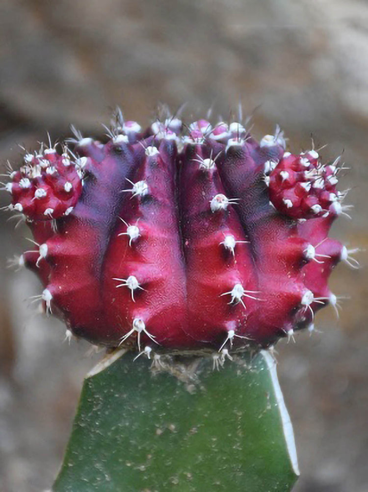 Gymnocalycium Mihanovichii  Ruby Red 