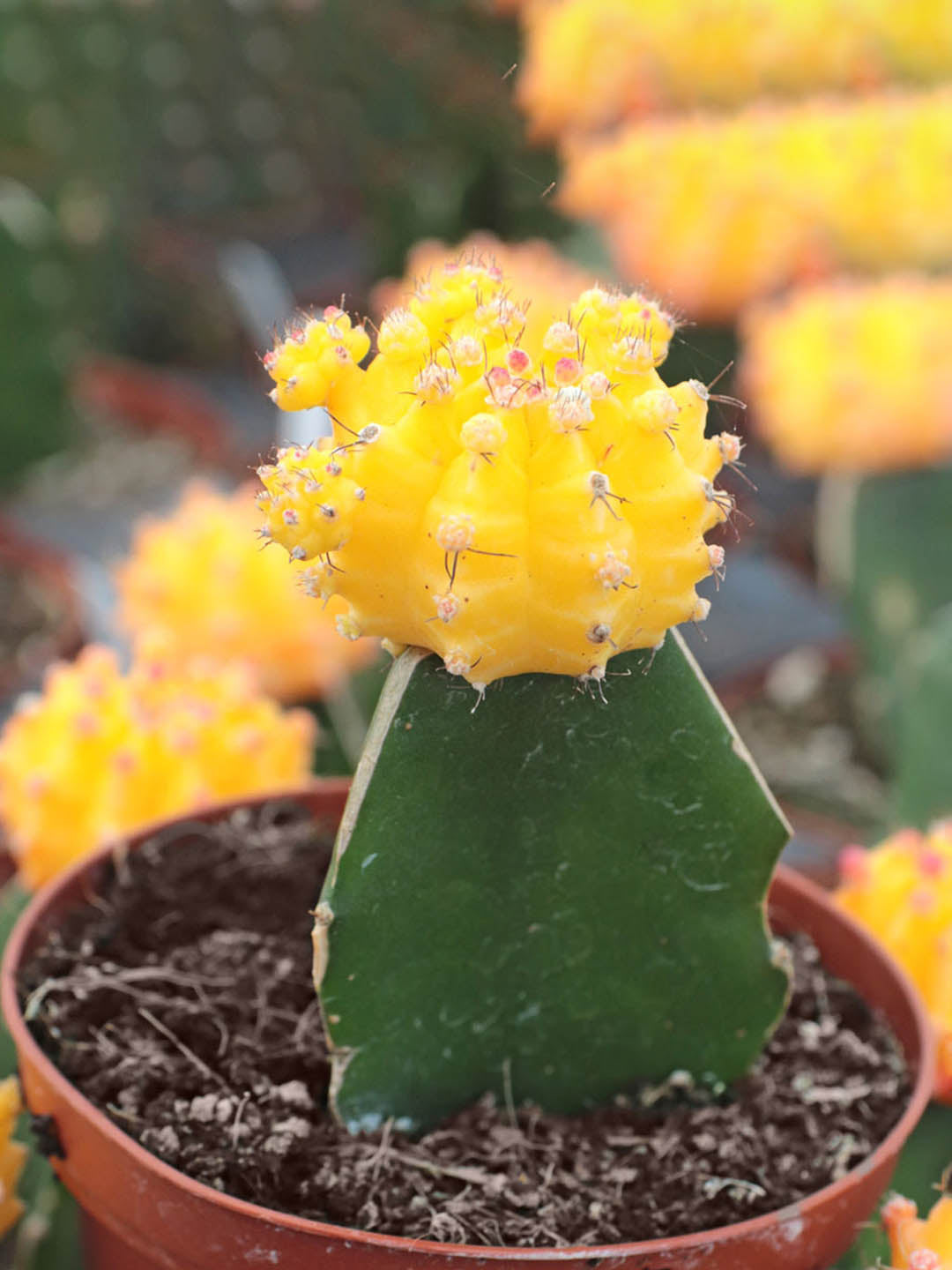 Gymnocalycium Mihanovichii Yellow Plant or Moon Cactus with Green coloured leaves and Pink coloured flower 