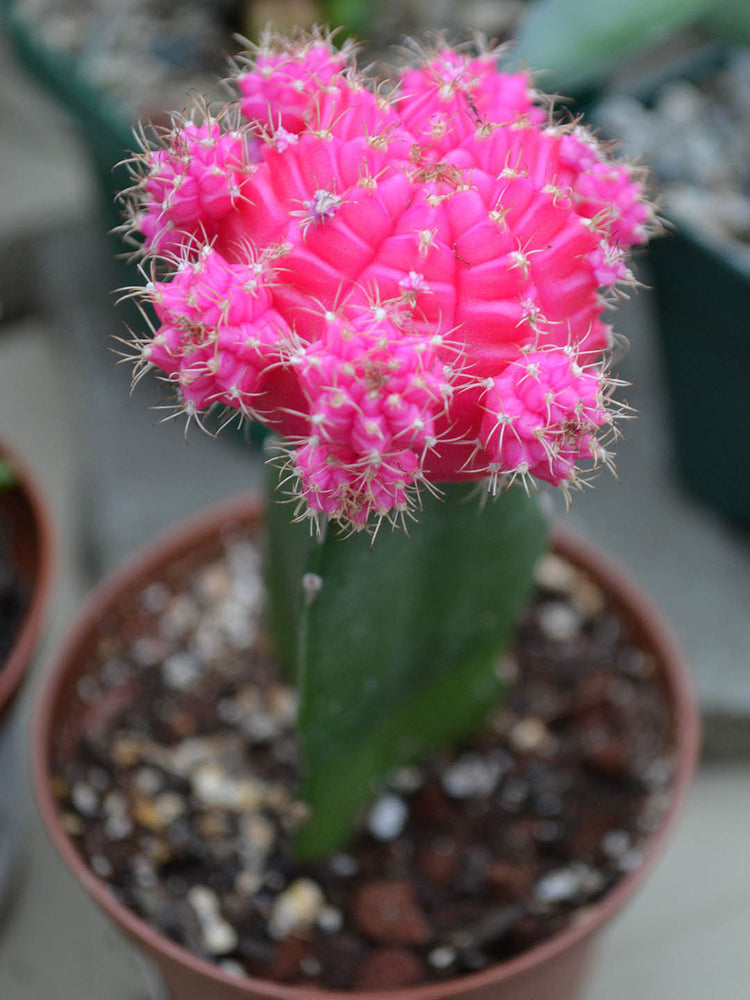 Gymnocalycium Mihanovichii Pink Plant or Moon Cactus with Green coloured leaves and Pink coloured flower 