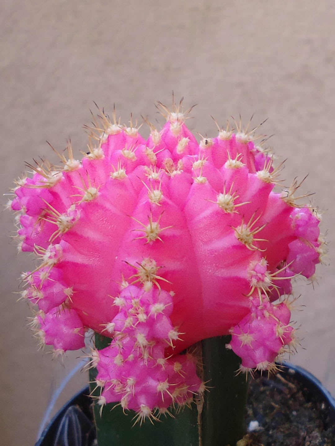 Gymnocalycium Mihanovichii Pink 