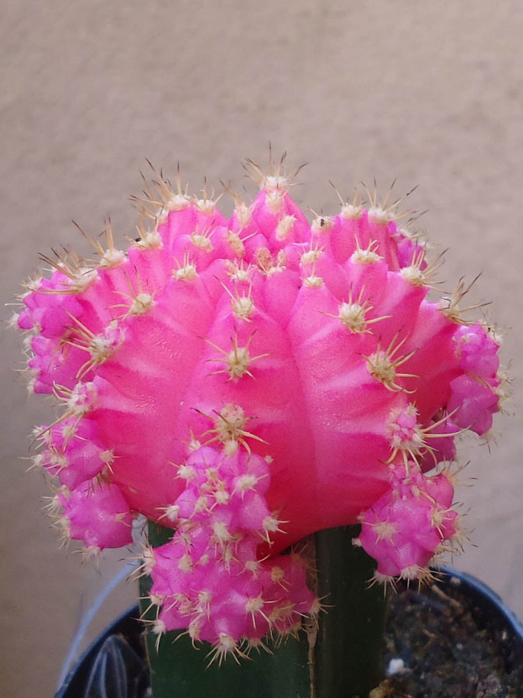 Gymnocalycium Mihanovichii Pink 