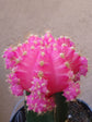 Gymnocalycium Mihanovichii Pink 