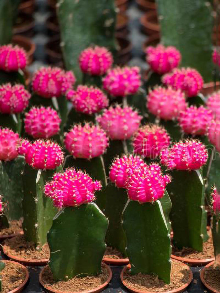 Gymnocalycium Mihanovichii Pink 