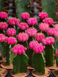 Gymnocalycium Mihanovichii Pink 