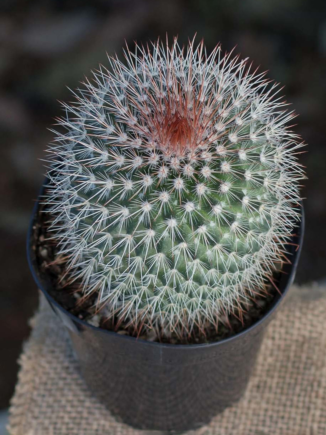 Mammillaria Spinosissima
