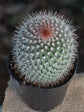 Mammillaria Spinosissima