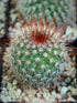 Mammillaria Spinosissima Plant or Spiny pincushion cactus with Green coloured leaves and Pink coloured flower 