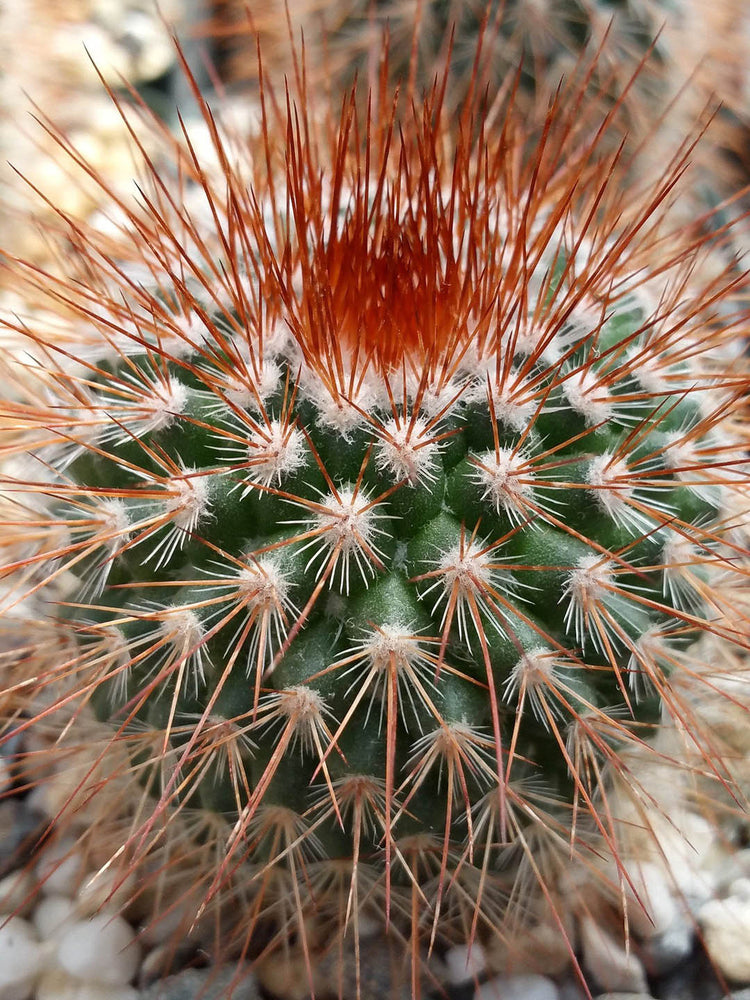 Mammillaria Spinosissima