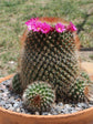 Mammillaria Spinosissima