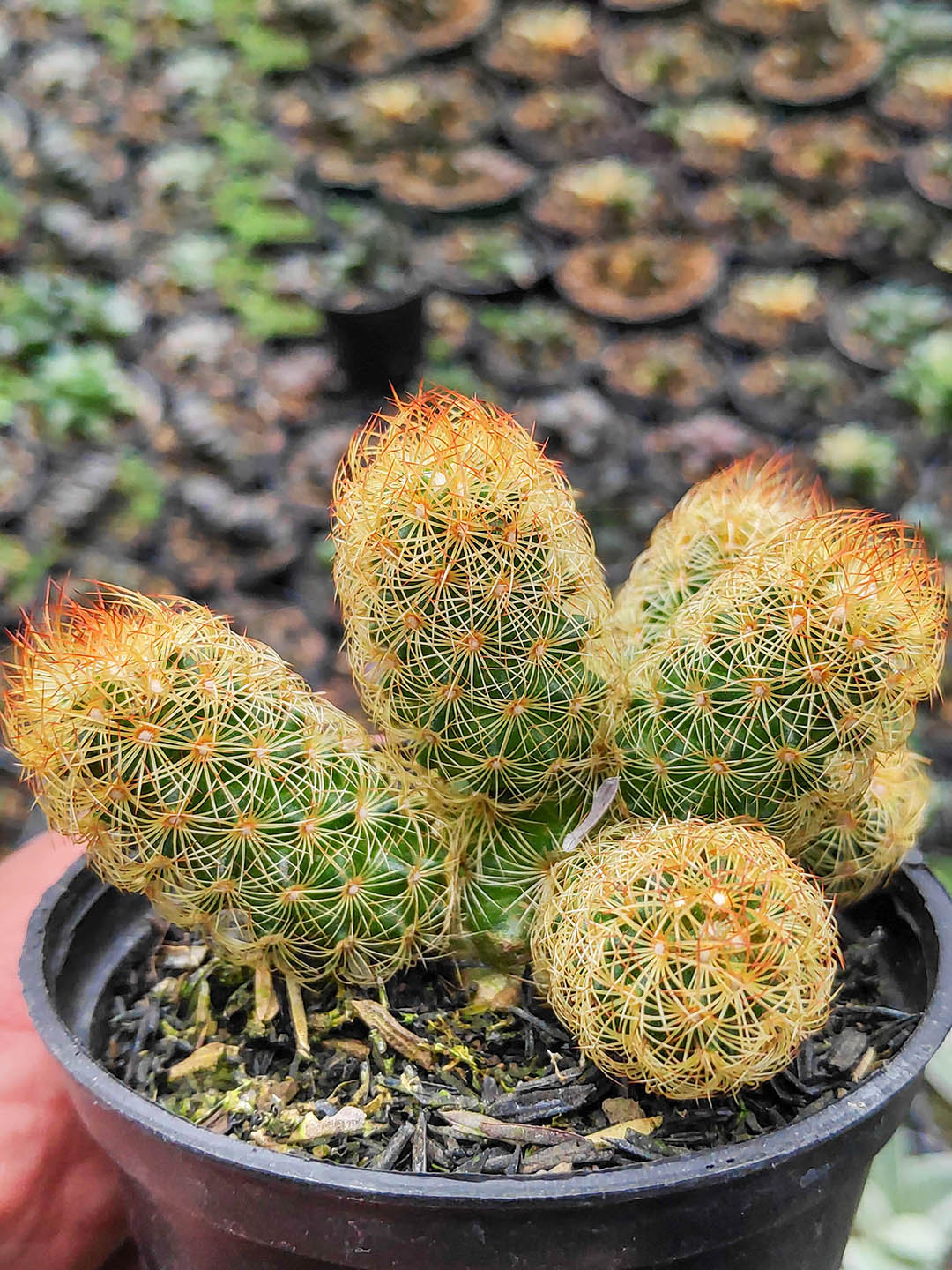 Mammillaria Elongata Plant or Ladyfinger Cactus, Golden star cactus with Green coloured leaves and Pink coloured flower 