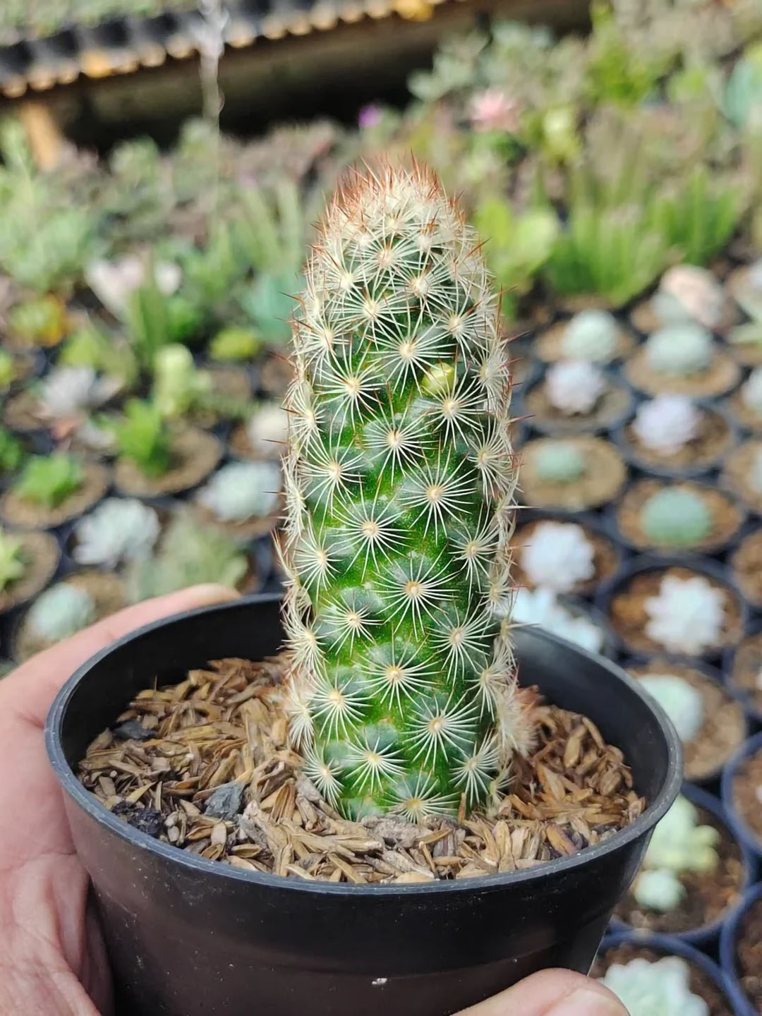 Mammillaria Elongata