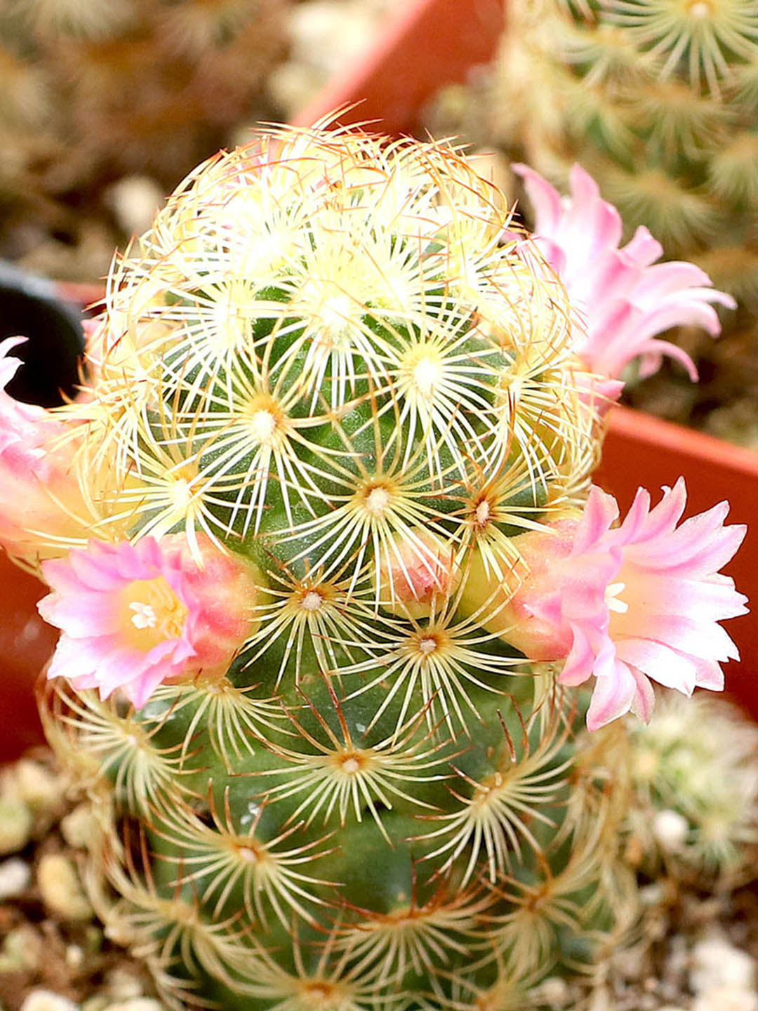 Mammillaria Elongata