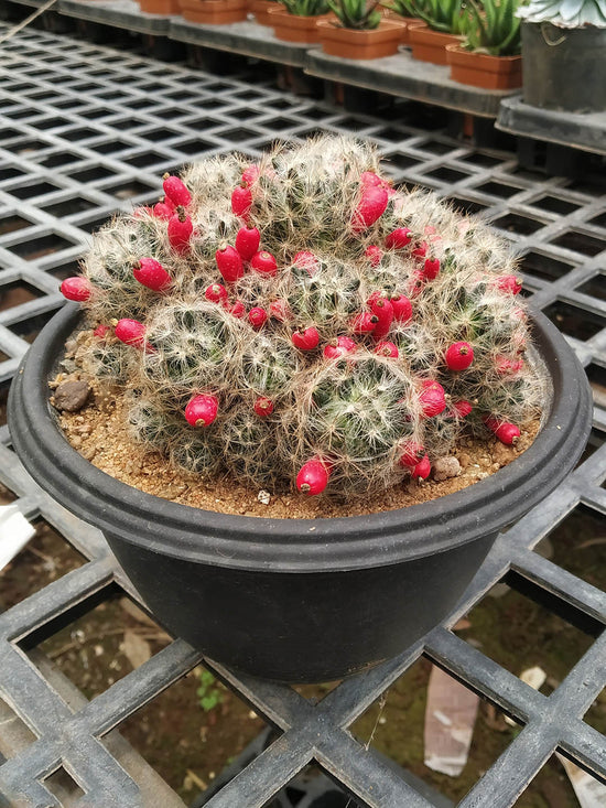Mammillaria Prolifera Plant or Little candles, Texas nipple cactus with Green coloured leaves and Yellow coloured flower 
