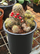 Mammillaria Prolifera